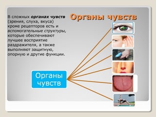 В сложных органах чувств
(зрения, слуха, вкуса)
                             Органы чувств
кроме рецепторов есть и
вспомогательные структуры,
которые обеспечивают
лучшее восприятие
раздражителя, а также
выполняют защитную,
опорную и другие функции.
 