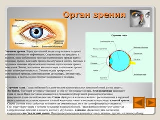 Орган зрения



Значение зрения. Через зрительный анализатор человек получает
основное количество информации. Окружающие нас предметы и
явления, наше собственное тело мы воспринимаем прежде всего с
помощью зрения. Благодаря зрению мы обучаемся многим бытовым и
трудовым навыкам, обучаемся выполнению определенных правил
поведения. Значит, в познании внешнего мира для человека зрение
играет первостепенную роль. Умение видеть прекрасное в
окружающей природе, в произведениях скульптуры, архитектуры,
живописи, в балете, в кино отличает воспитанного человека.



 Строение глаза. Глаза снабжены большим числом вспомогательных приспособлений для их защиты.
 Это брови, благодаря которым стекающий со лба пот не попадает в глаза. Веки и ресницы защищают
 глаза от пыли. Веки постоянно смыкаются и размыкаются (моргание), равномерно смачивая
 поверхность глаза слезной жидкостью. Слезы образуются в слезных железах, расположенных в наружной
 части глазницы над глазом, излишки слезной жидкости стекают в носовую полость через слезный проток.
 Секрет слезных желез действует не только как смазывающая, но и как дезинфицирующая жидкость.
 Глаз имеет форму шара и поэтому называется глазным яблоком. Такая форма позволяет ему двигаться
 в определенных пределах в полости костного углубления - глазнице. Движение глаза достигается
 сокращением шести глазных мышц. Они прикреплены одним концом к стенке глазницы, другим – к глазному яблоку.
 