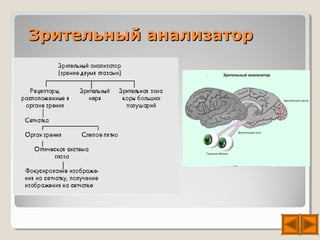 Зрительный анализатор
 