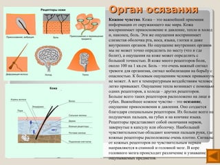 Орган осязания
Кожное чувство. Кожа – это важнейший приемник
информации от окружающего нас мира. Кожа
воспринимает прикосновение и давление, тепло и холод
и, наконец, боль. Эти же ощущения воспринимает
слизистая оболочка рта, носа, языка, глотки и даже
внутренних органов. Но ощущение внутренних органов
мы не может точно определить по месту (что и где
болит), а ощущения на коже может определить с
большой точностью. В коже много рецепторов боли,
около 100 на 1 кв.см. Боль – это очень важный сигнал
тревоги для организма, сигнал мобилизации на борьбу с
опасностью. К болевым ощущениям человек привыкнуть
не может. А вот к температурным воздействиям человек
легко привыкает. Ощущение тепла возникает с помощью
одних рецепторов, а холода – других рецепторов.
Больше всего таких рецепторов расположено на лице и
губах. Важнейшее кожное чувство – это осязание,
ощущение прикосновения и давления. Оно создается
благодаря специальным рецепторам. Их больше всего на
подушечках пальцев, на губах и на кончике языка.
Рецепторы представляют собой окончания нервов,
завернутые в капсулу или оболочку. Наибольшей
чувствительностью обладают кончики пальцев руки, где
кожные рецепторы расположены очень плотно. Сигналы
от кожных рецепторов по чувствительным нервам
направляются в спинной и головной мозг. В коре
головного мозга происходит различение и узнавание
ощупываемых предметов.
 