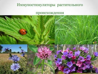 Иммуностимуляторы | PPT