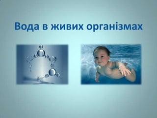 Вода в живих організмах
 