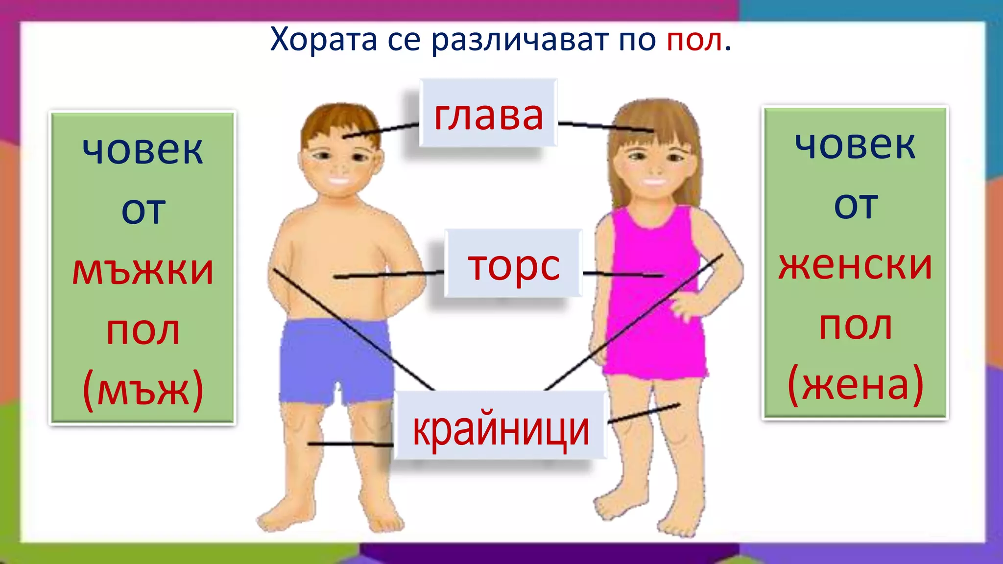 Хората се различават по пол.

                 глава
човек                                   човек
  от                                      от
мъжки              торс                женски
 пол                                     пол
(мъж)                                  (жена)
                крайници
 