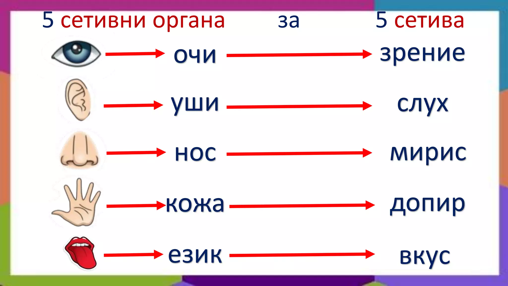 5 сетивни органа   за   5 сетива
           очи          зрение
           уши           слух
           нос           мирис
          кожа           допир
          език            вкус
 