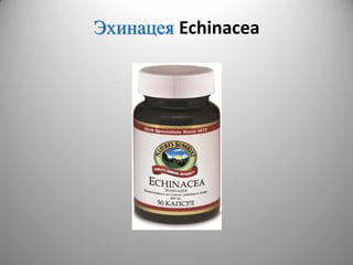 Эхинацея Echinacea
 