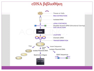 cDNA βιβλιοθήκη
 