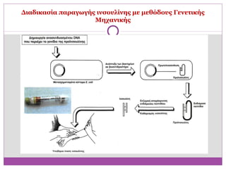 Διαδικασία παραγωγής ινσουλίνης με μεθόδους Γενετικής
                    Μηχανικής
 