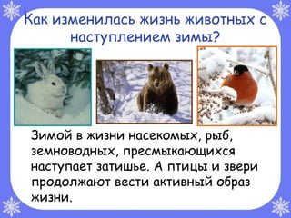 Как изменилась жизнь животных с
      наступлением зимы?




Зимой в жизни насекомых, рыб,
земноводных, пресмыкающихся
наступает затишье. А птицы и звери
продолжают вести активный образ
жизни.
 