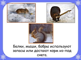Белки, мыши, бобры используют
запасы или достают корм из-под
            снега.
 