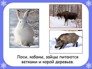 Лоси, кабаны, зайцы питаются
  ветками и корой деревьев.
 