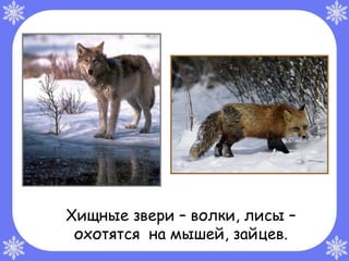 Хищные звери – волки, лисы –
 охотятся на мышей, зайцев.
 