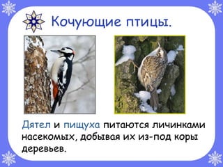 Кочующие птицы.




Дятел и пищуха питаются личинками
насекомых, добывая их из-под коры
деревьев.
 