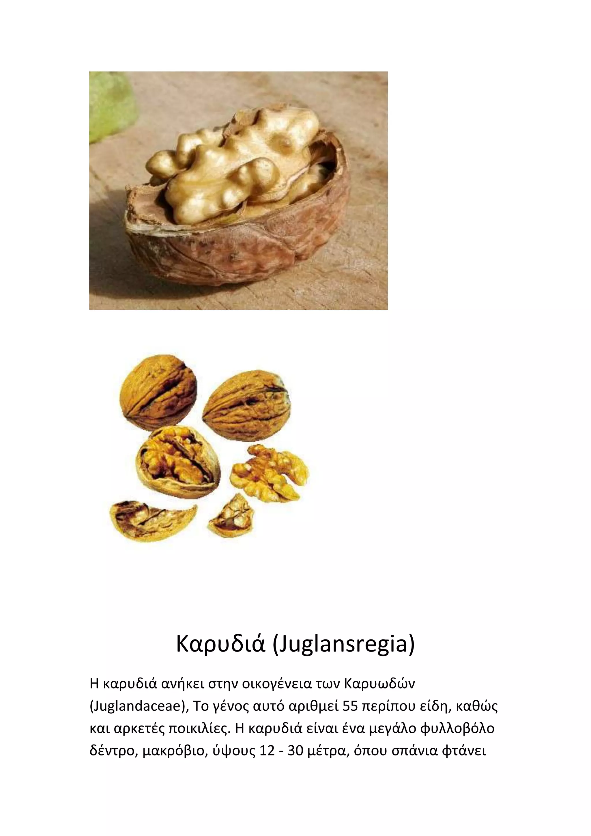 Καρυδιά (Juglansregia)
Η καρυδιά ανικει ςτθν οικογζνεια των Καρυωδϊν
(Juglandaceae), Το γζνοσ αυτό αρικμεί 55 περίπου είδθ, κακϊσ
και αρκετζσ ποικιλίεσ. Η καρυδιά είναι ζνα μεγάλο φυλλοβόλο
δζντρο, μακρόβιο, φψουσ 12 - 30 μζτρα, όπου ςπάνια φτάνει
 