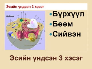 эсийн бүтэц бүрхүүл бөөм сийвэн | PPT