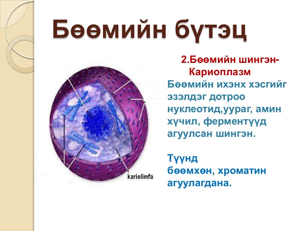 эсийн бүтэц бүрхүүл бөөм сийвэн