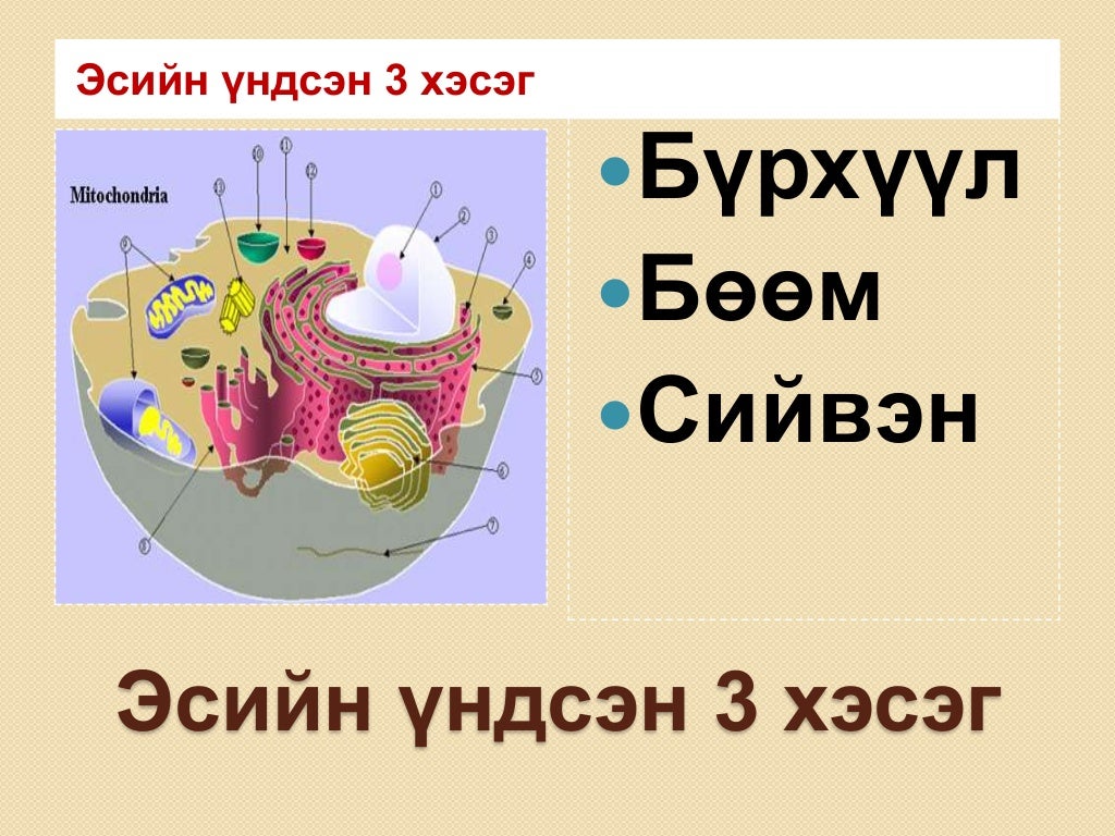 эсийн бүтэц бүрхүүл бөөм сийвэн