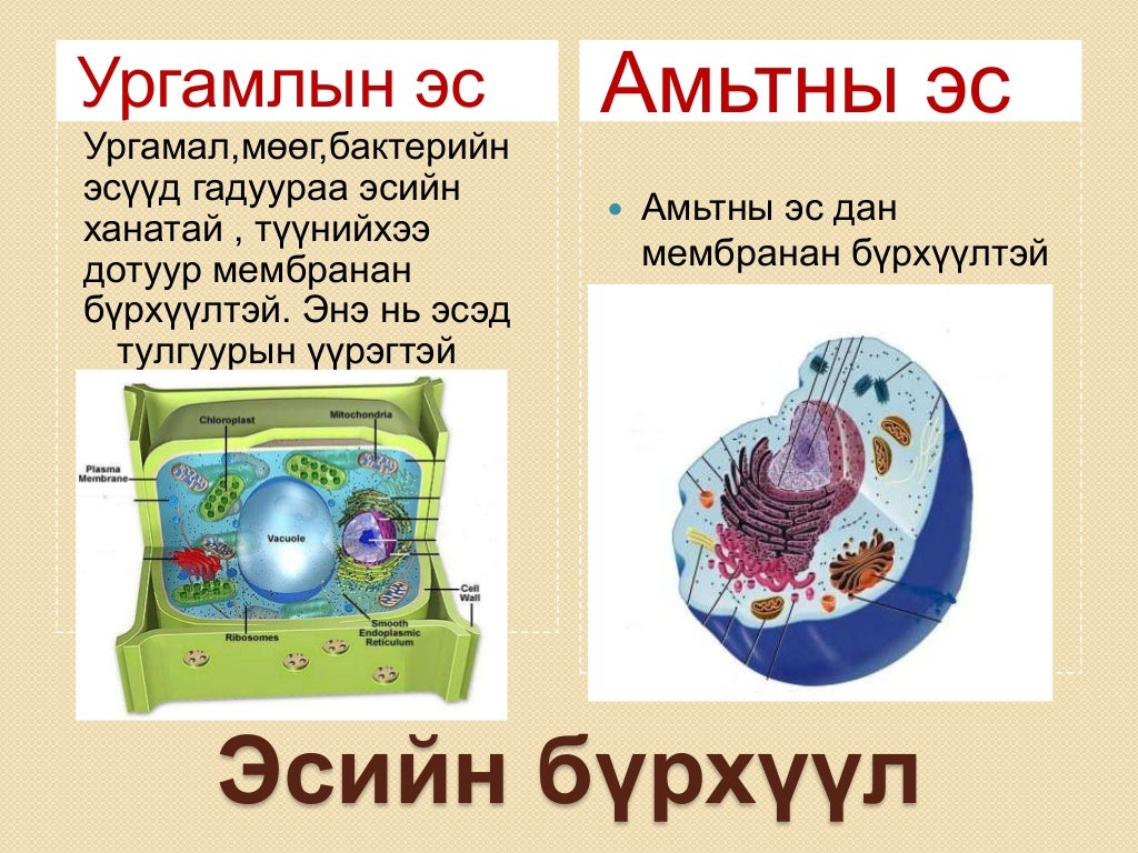 эсийн бүтэц бүрхүүл бөөм сийвэн
