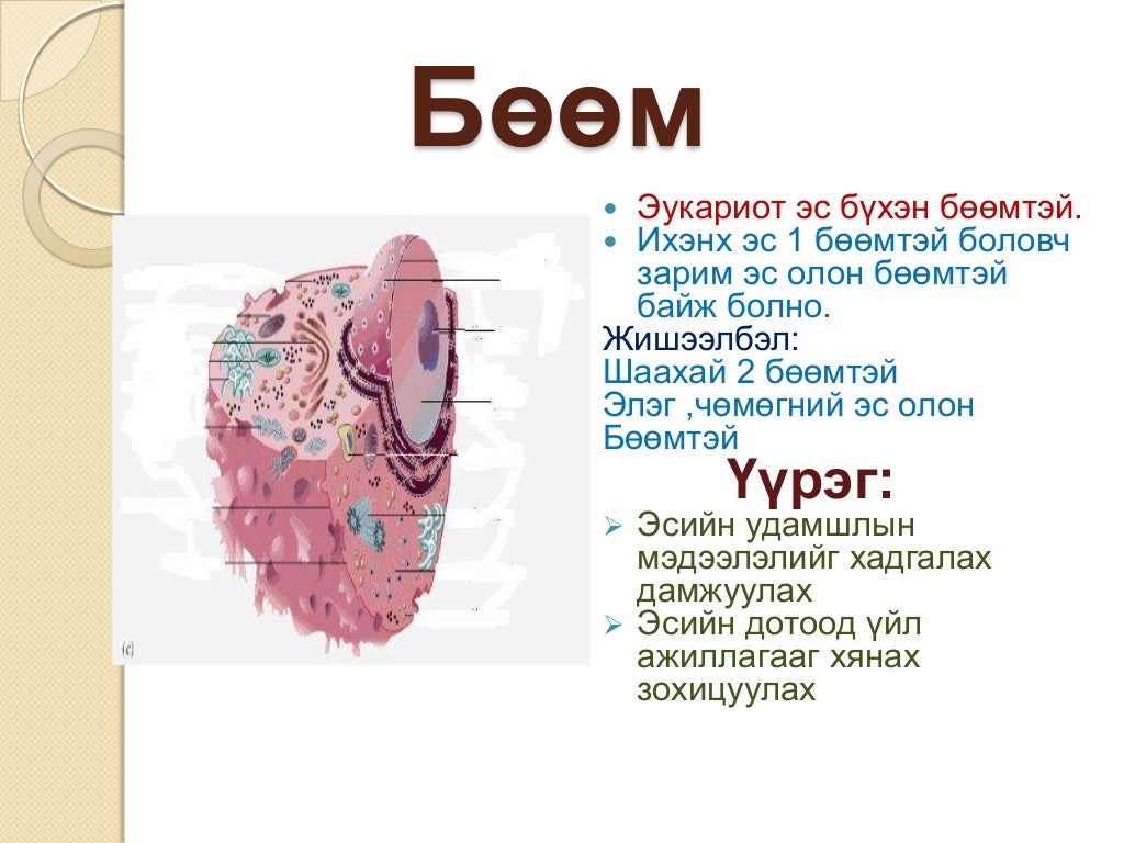 эсийн бүтэц бүрхүүл бөөм сийвэн