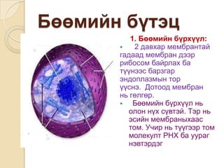 Бөөмийн бүтэц
          1. Бөөмийн бүрхүүл:
           2 давхар мембрантай
       гадаад мембран дээр
       рибосом байрлах ба
       түүнээс барзгар
       эндоплазмын тор
       үүснэ. Дотоод мембран
       нь гөлгөр.
          Бөөмийн бүрхүүл нь
          олон нүх сүвтэй. Тэр нь
          эсийн мембраныхаас
          том. Учир нь түүгээр том
          молекулт РНХ ба уураг
          нэвтэрдэг
 
