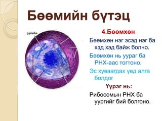 Бөөмийн бүтэц
           4.Бөөмхөн
       Бөөмхөн нэг эсэд нэг ба
        хэд хэд байж болно.
       Бөөмхөн нь уураг ба
        РНХ-аас тогтоно.
       Эс хуваагдах үед алга
        болдог
             Үүрэг нь:
       Рибосомын РНХ ба
        уургийг бий болгоно.
 