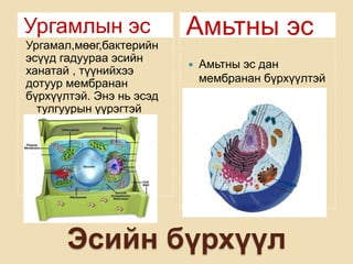 Ургамлын эс               Амьтны эс
Ургамал,мөөг,бактерийн
эсүүд гадуураа эсийн
                             Амьтны эс дан
ханатай , түүнийхээ
дотуур мембранан              мембранан бүрхүүлтэй
бүрхүүлтэй. Энэ нь эсэд
  тулгуурын үүрэгтэй




       Эсийн бүрхүүл
 