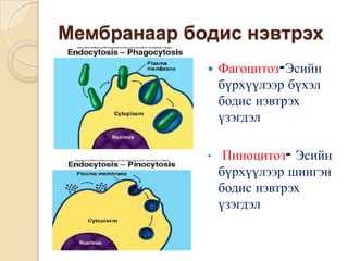 Мембранаар бодис нэвтрэх
                Фагоцитоз-Эсийн
                 бүрхүүлээр бүхэл
                 бодис нэвтрэх
                 үзэгдэл

             •    Пиноцитоз- Эсийн
                 бүрхүүлээр шингэн
                 бодис нэвтрэх
                 үзэгдэл
 
