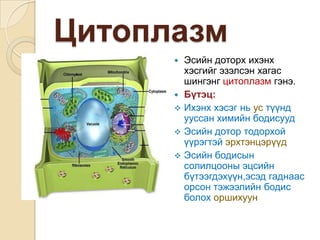 Цитоплазм
         Эсийн доторх ихэнх
          хэсгийг эзэлсэн хагас
          шингэнг цитоплазм гэнэ.
         Бүтэц:
         Ихэнх хэсэг нь ус түүнд
          ууссан химийн бодисууд
         Эсийн дотор тодорхой
          үүрэгтэй эрхтэнцэрүүд
         Эсийн бодисын
          солилцооны эцсийн
          бүтээгдэхүүн,эсэд гаднаас
          орсон тэжээлийн бодис
          болох оршихуун
 