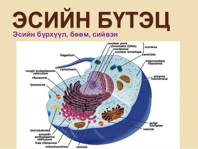 эсийн бүтэц бүрхүүл бөөм сийвэн