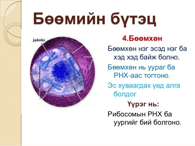 эсийн бүтэц бүрхүүл бөөм сийвэн
