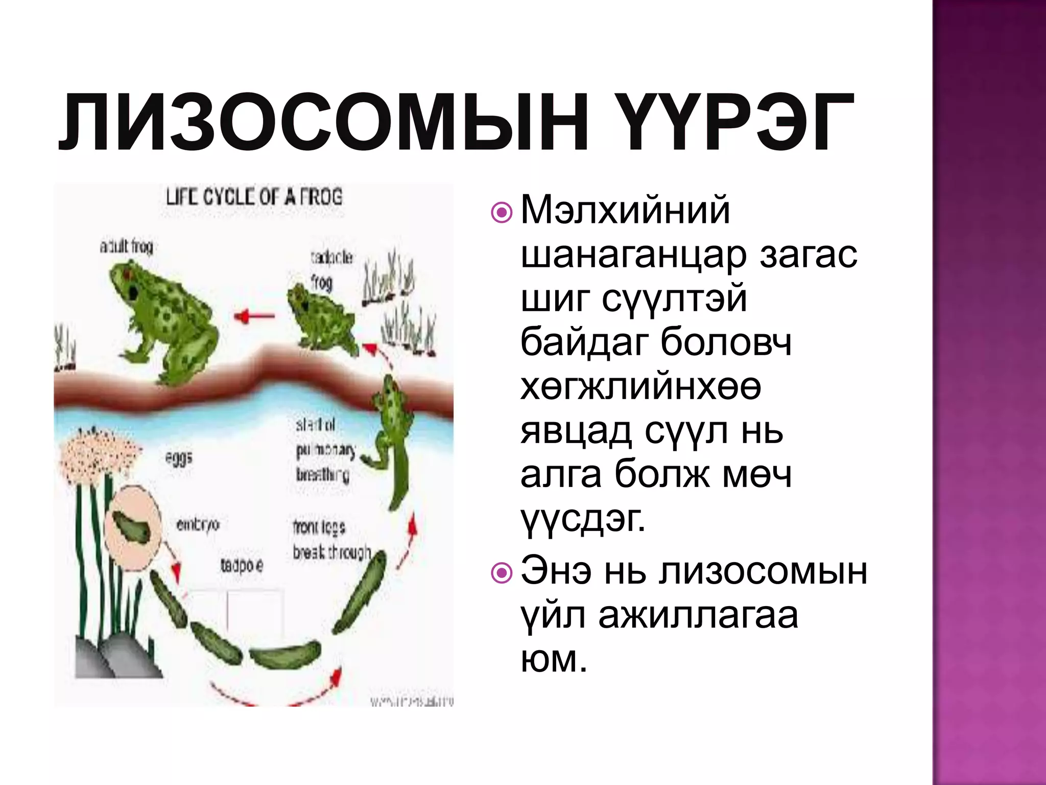  Мэлхийний
  шанаганцар загас
  шиг сүүлтэй
  байдаг боловч
  хөгжлийнхөө
  явцад сүүл нь
  алга болж мөч
  үүсдэг.
 Энэ нь лизосомын
  үйл ажиллагаа
  юм.
 