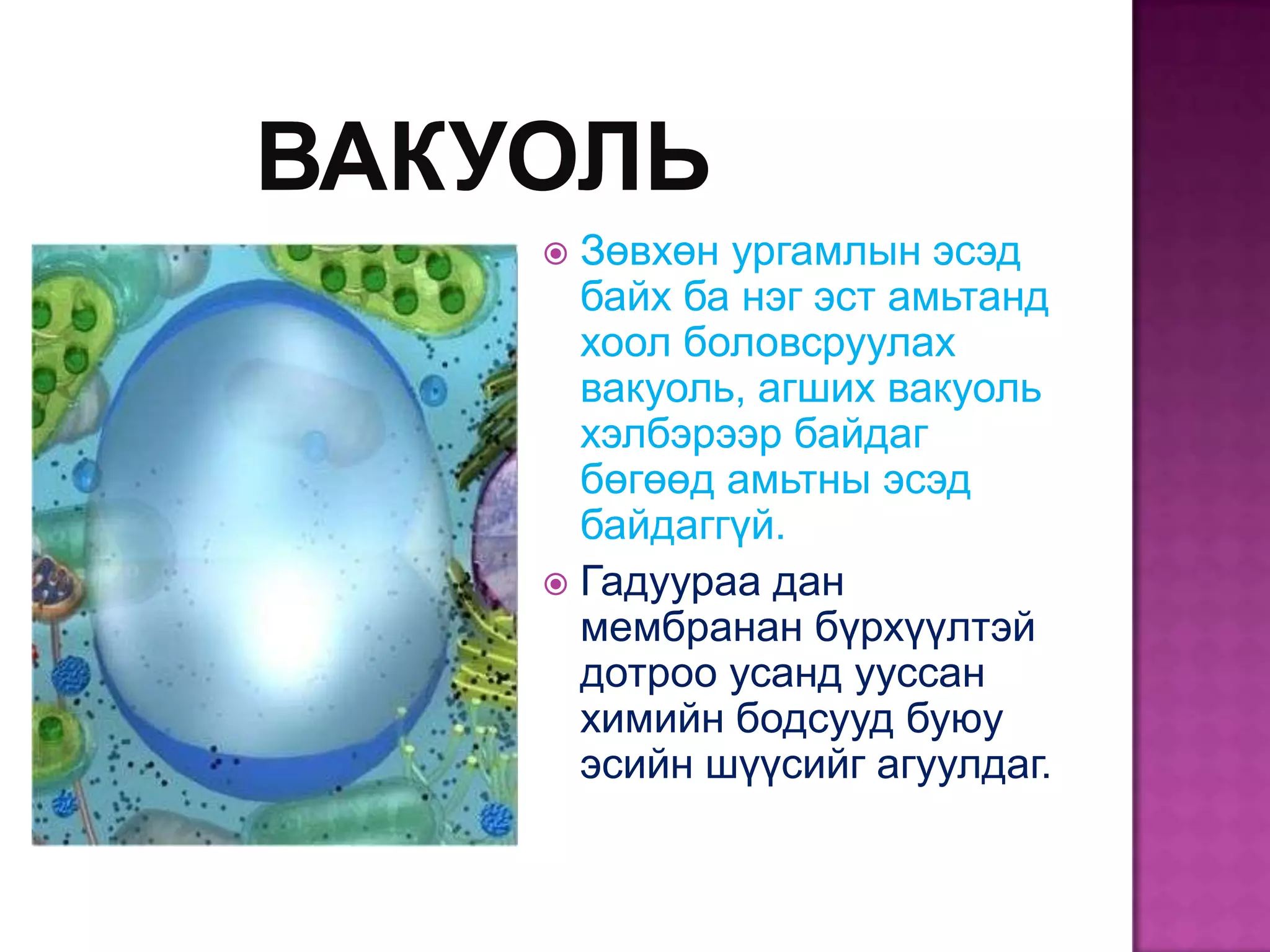  Зөвхөн ургамлын эсэд
  байх ба нэг эст амьтанд
  хоол боловсруулах
  вакуоль, агших вакуоль
  хэлбэрээр байдаг
  бөгөөд амьтны эсэд
  байдаггүй.
 Гадуураа дан
  мембранан бүрхүүлтэй
  дотроо усанд ууссан
  химийн бодсууд буюу
  эсийн шүүсийг агуулдаг.
 