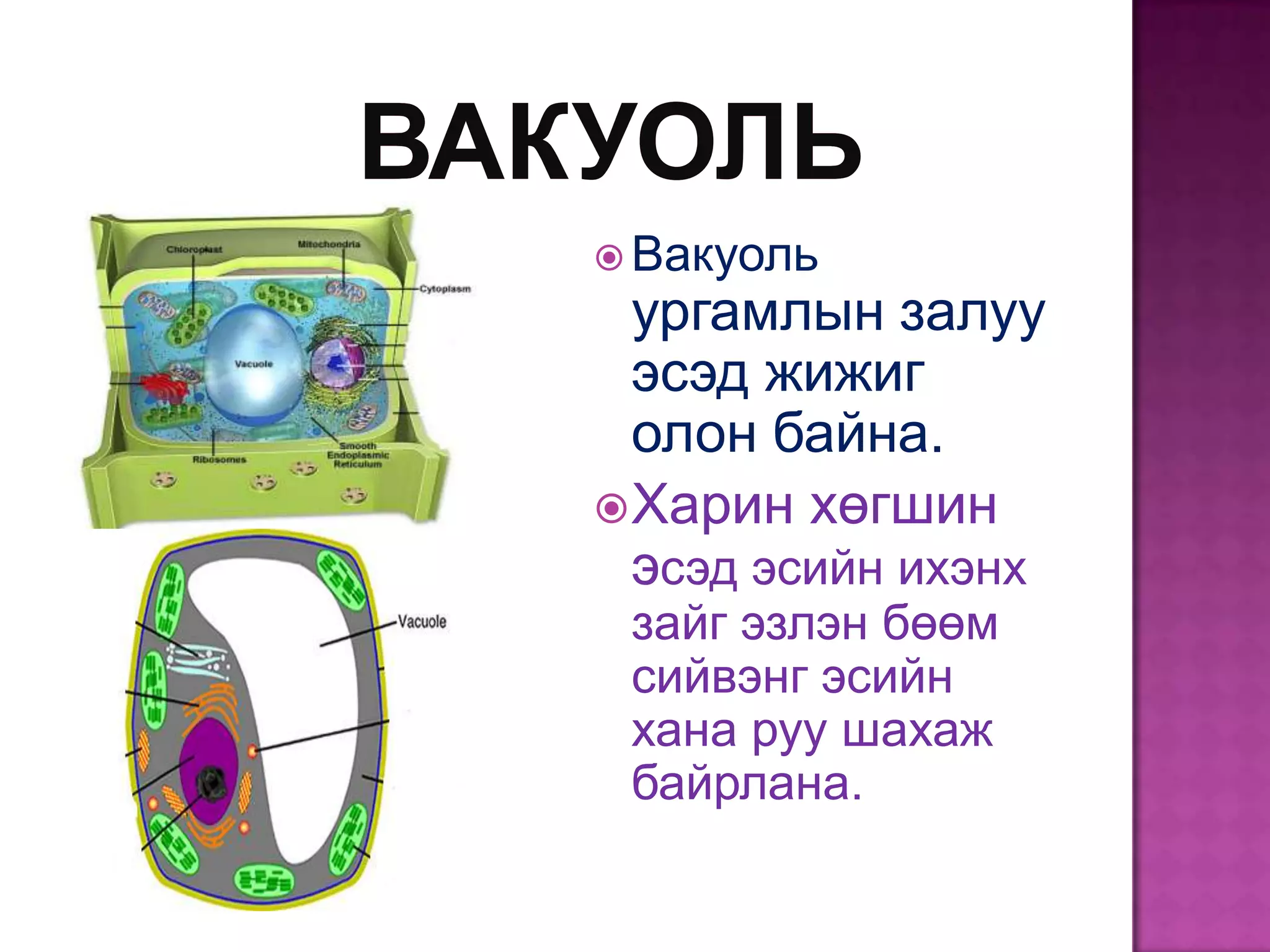  Вакуоль
  ургамлын залуу
  эсэд жижиг
  олон байна.
 Харин хөгшин
  эсэд эсийн ихэнх
 зайг эзлэн бөөм
 сийвэнг эсийн
 хана руу шахаж
 байрлана.
 