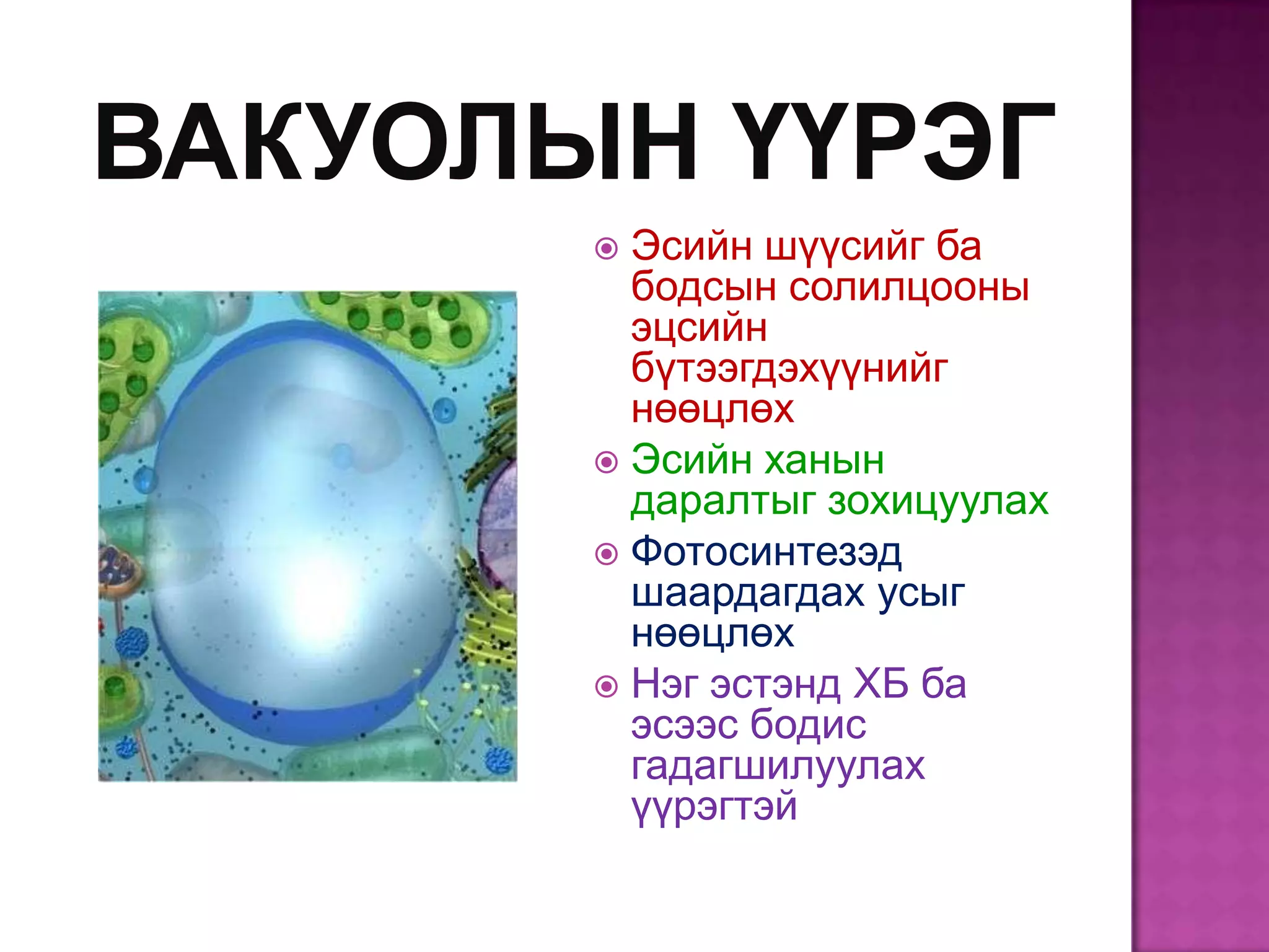  Эсийн шүүсийг ба
  бодсын солилцооны
  эцсийн
  бүтээгдэхүүнийг
  нөөцлөх
 Эсийн ханын
  даралтыг зохицуулах
 Фотосинтезэд
  шаардагдах усыг
  нөөцлөх
 Нэг эстэнд ХБ ба
  эсээс бодис
  гадагшилуулах
  үүрэгтэй
 