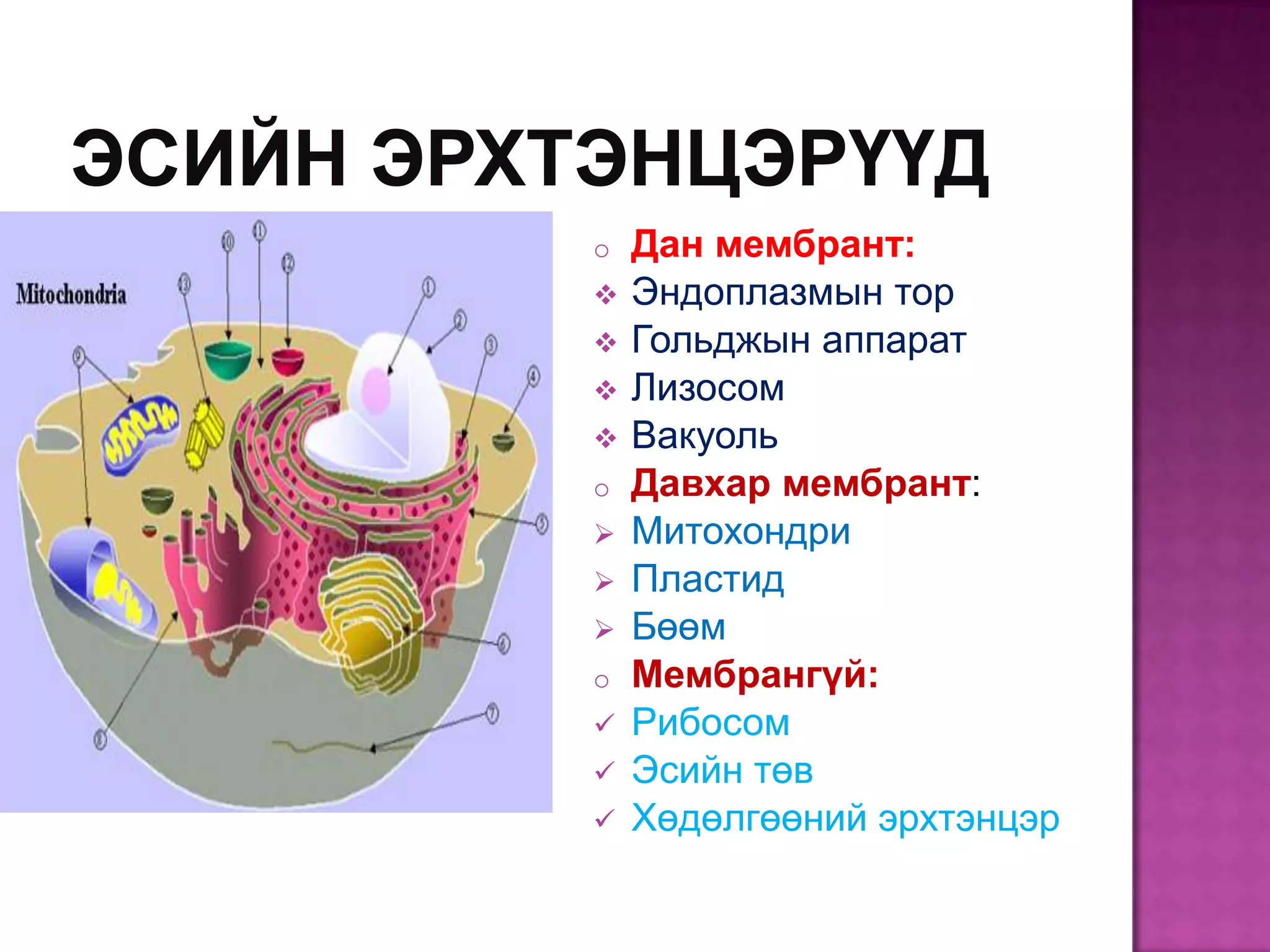 o   Дан мембрант:
   Эндоплазмын тор
   Гольджын аппарат
   Лизосом
   Вакуоль
o   Давхар мембрант:
   Митохондри
   Пластид
   Бөөм
o   Мембрангүй:
   Рибосом
   Эсийн төв
   Хөдөлгөөний эрхтэнцэр
 