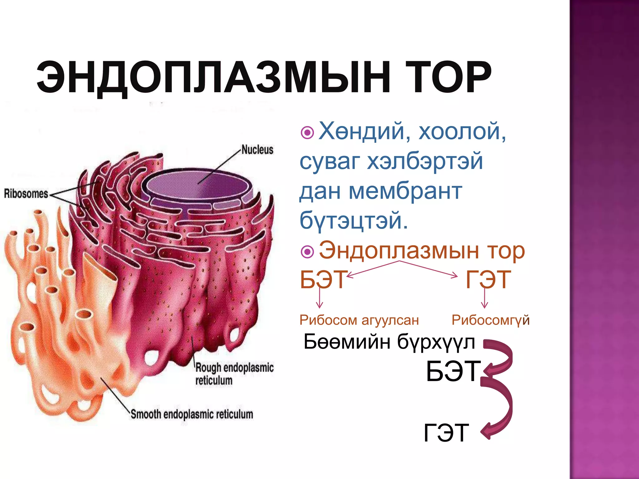  Хөндий, хоолой,
суваг хэлбэртэй
дан мембрант
бүтэцтэй.
 Эндоплазмын тор
БЭТ           ГЭТ
Рибосом агуулсан    Рибосомгүй
Бөөмийн бүрхүүл
                   БЭТ

                   ГЭТ
 
