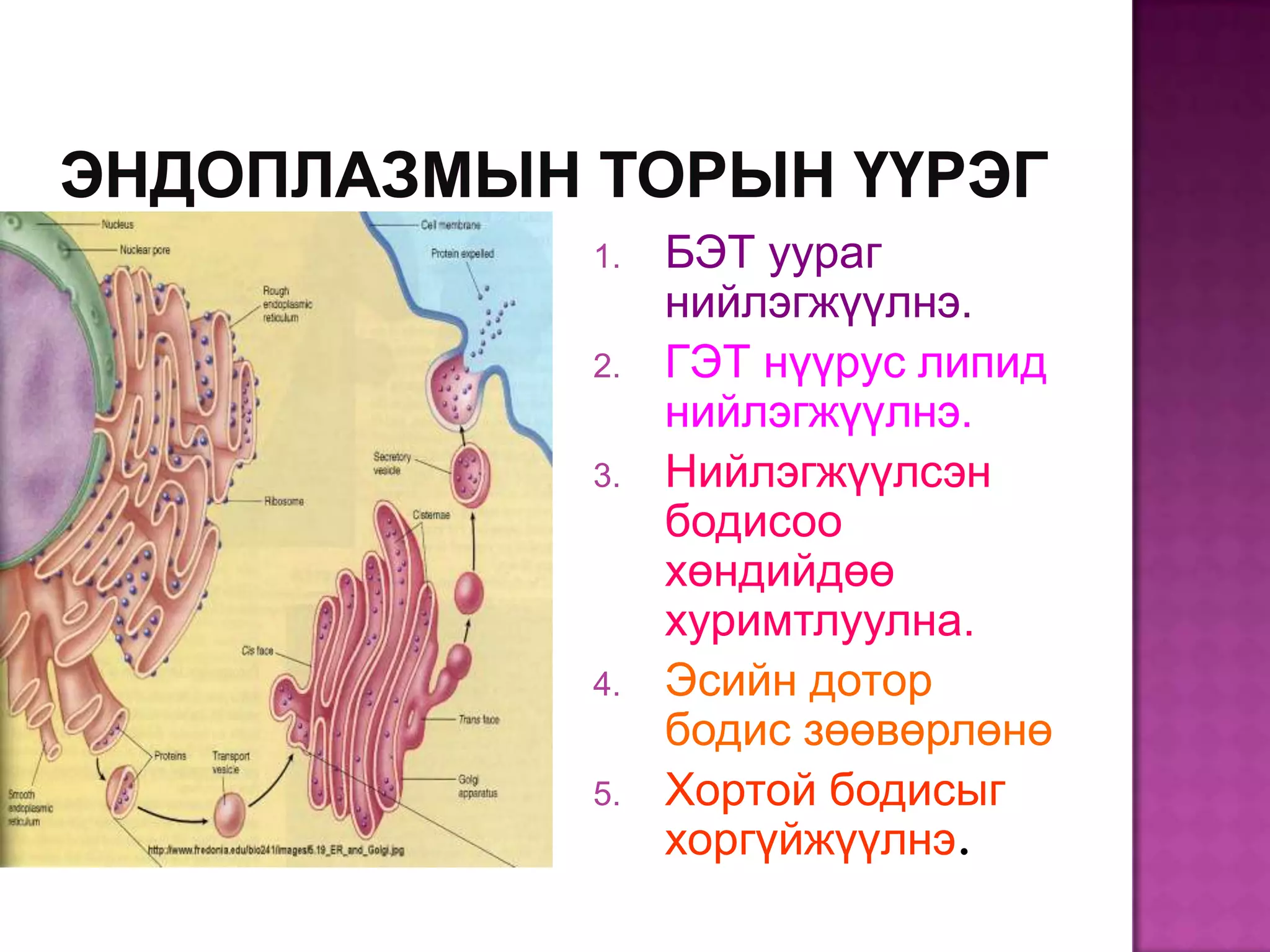 1.   БЭТ уураг
     нийлэгжүүлнэ.
2.   ГЭТ нүүрус липид
     нийлэгжүүлнэ.
3.   Нийлэгжүүлсэн
     бодисоо
     хөндийдөө
     хуримтлуулна.
4.   Эсийн дотор
     бодис зөөвөрлөнө
5.   Хортой бодисыг
     хоргүйжүүлнэ.
 