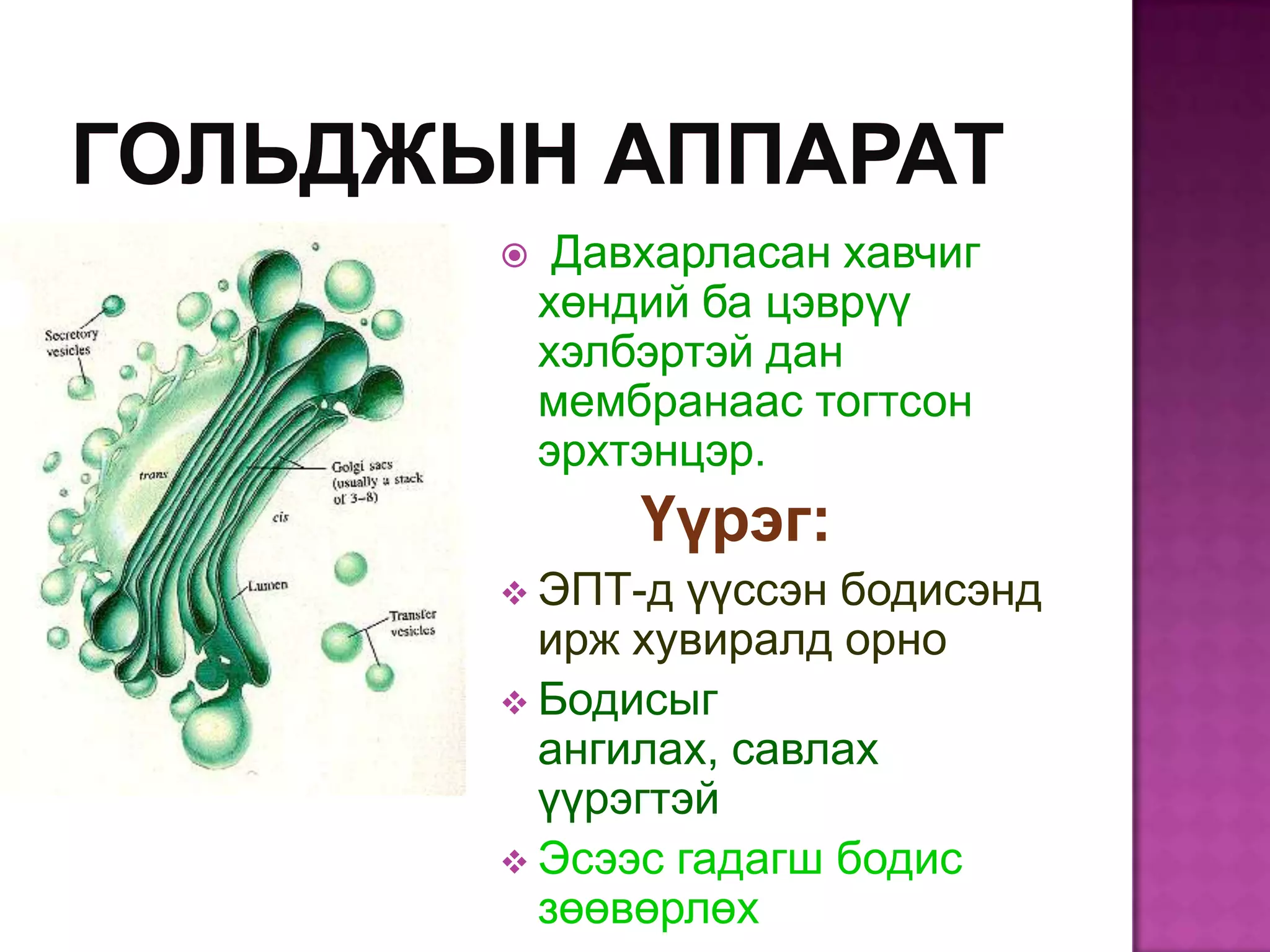     Давхарласан хавчиг
    хөндий ба цэврүү
    хэлбэртэй дан
    мембранаас тогтсон
    эрхтэнцэр.
        Үүрэг:
 ЭПТ-д  үүссэн бодисэнд
  ирж хувиралд орно
 Бодисыг
  ангилах, савлах
  үүрэгтэй
 Эсээс гадагш бодис
  зөөвөрлөх
 