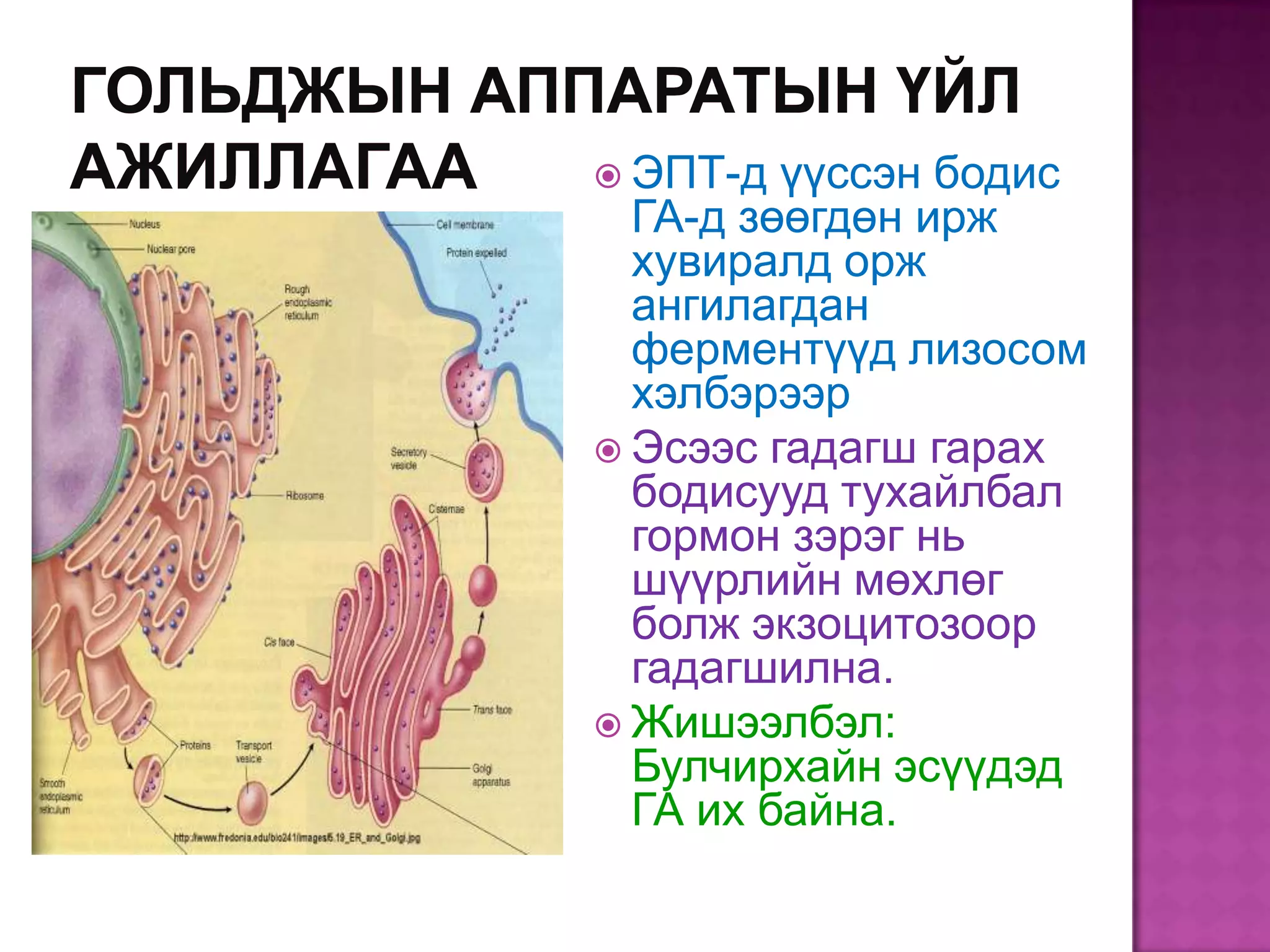  ЭПТ-д  үүссэн бодис
  ГА-д зөөгдөн ирж
  хувиралд орж
  ангилагдан
  ферментүүд лизосом
  хэлбэрээр
 Эсээс гадагш гарах
  бодисууд тухайлбал
  гормон зэрэг нь
  шүүрлийн мөхлөг
  болж экзоцитозоор
  гадагшилна.
 Жишээлбэл:
  Булчирхайн эсүүдэд
  ГА их байна.
 