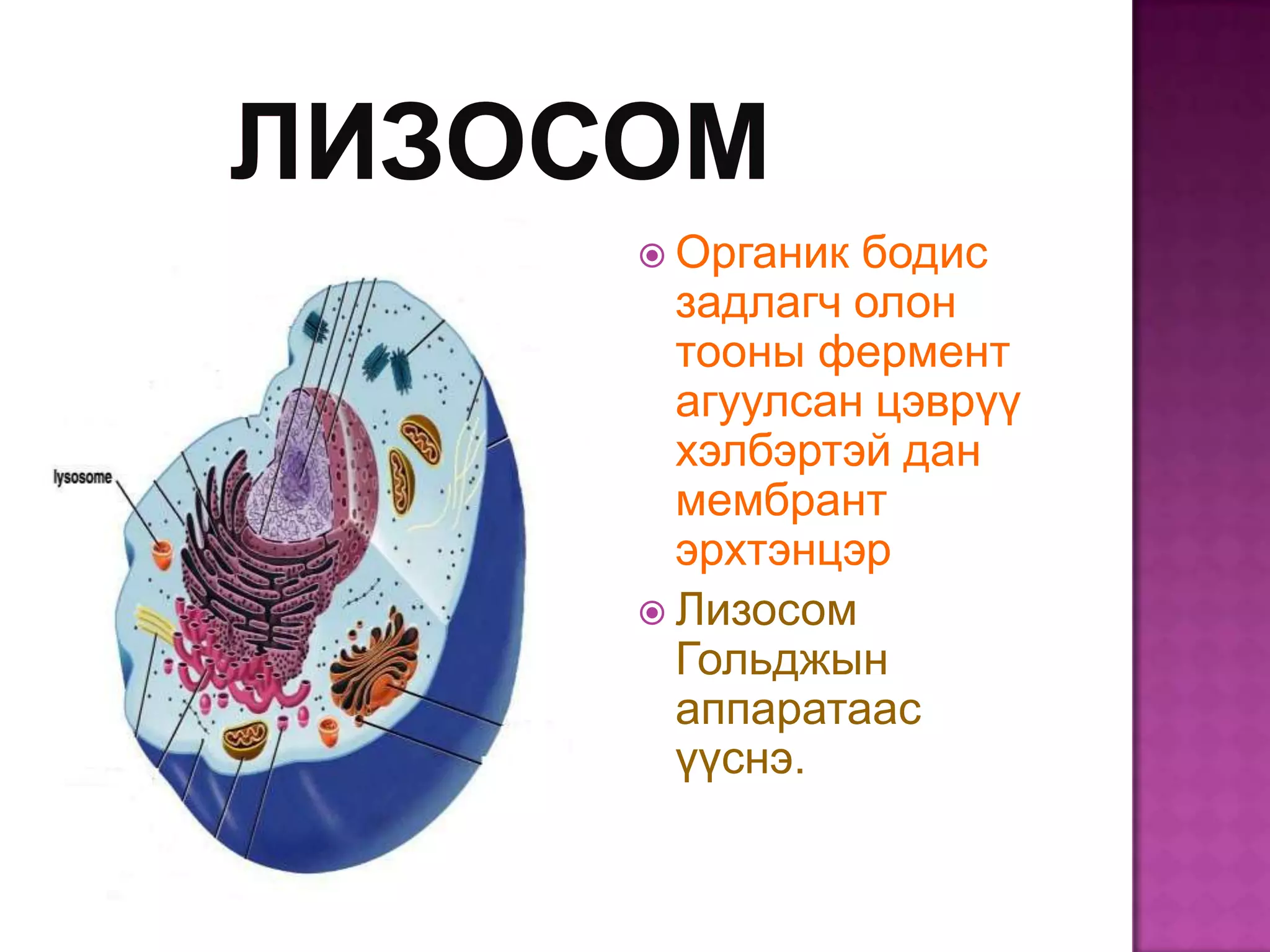  Органик бодис
  задлагч олон
  тооны фермент
  агуулсан цэврүү
  хэлбэртэй дан
  мембрант
  эрхтэнцэр
 Лизосом
  Гольджын
  аппаратаас
  үүснэ.
 