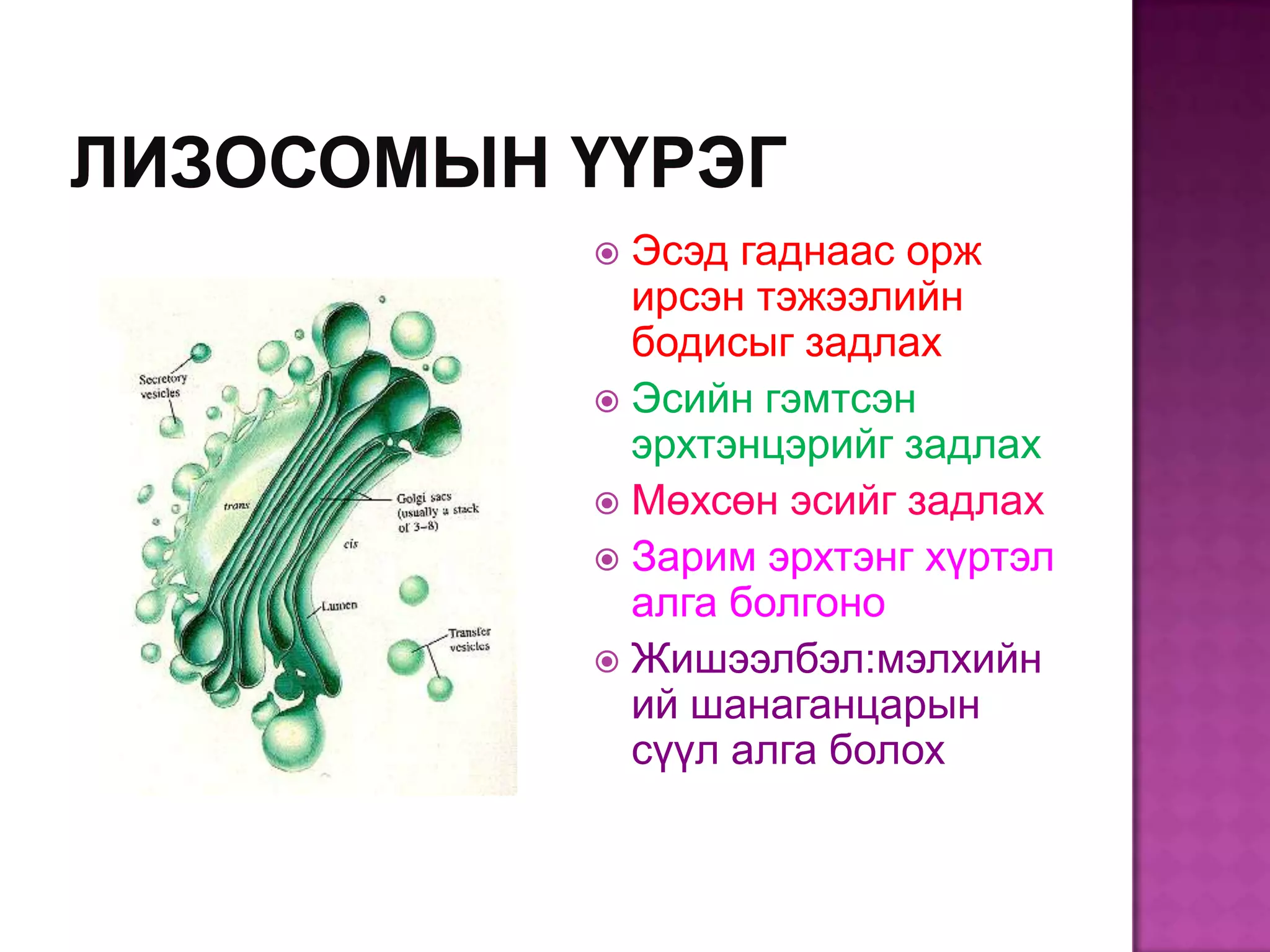  Эсэд гаднаас орж
  ирсэн тэжээлийн
  бодисыг задлах
 Эсийн гэмтсэн
  эрхтэнцэрийг задлах
 Мөхсөн эсийг задлах
 Зарим эрхтэнг хүртэл
  алга болгоно
 Жишээлбэл:мэлхийн
  ий шанаганцарын
  сүүл алга болох
 