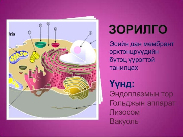 эсийн дан мембрант эрхтэ нцэрүүд