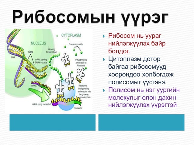 эсийн мембрант бүтэцгүй эрхтэнцэрүүд