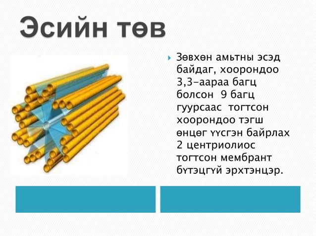 эсийн мембрант бүтэцгүй эрхтэнцэрүүд | PPT