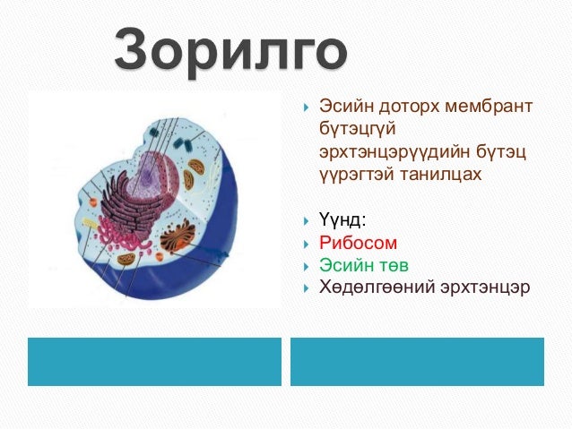 эсийн мембрант бүтэцгүй эрхтэнцэрүүд