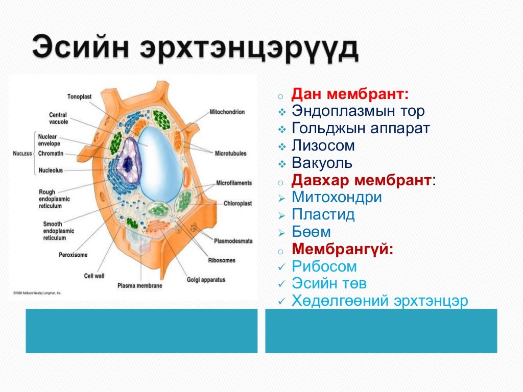 эсийн мембрант бүтэцгүй эрхтэнцэрүүд