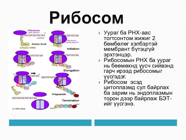 эсийн мембрант бүтэцгүй эрхтэнцэрүүд