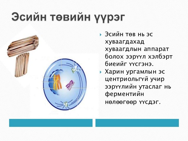 эсийн мембрант бүтэцгүй эрхтэнцэрүүд