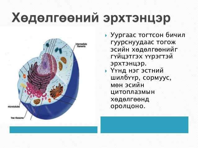 эсийн мембрант бүтэцгүй эрхтэнцэрүүд