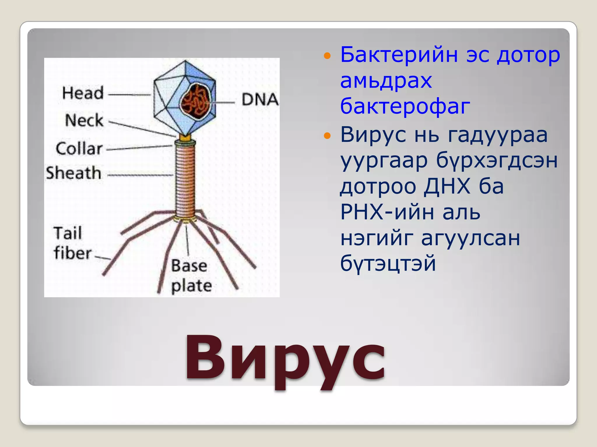    Бактерийн эс дотор
       амьдрах
       бактерофаг
      Вирус нь гадуураа
       уургаар бүрхэгдсэн
       дотроо ДНХ ба
       РНХ-ийн аль
       нэгийг агуулсан
       бүтэцтэй



Вирус
 