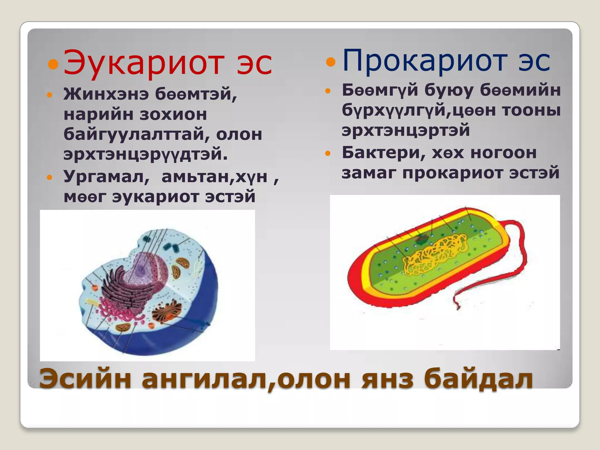  Эукариот          эс       Прокариот         эс
   Жинхэнэ бөөмтэй,           Бөөмгүй буюу бөөмийн
    нарийн зохион               бүрхүүлгүй,цөөн тооны
    байгуулалттай, олон         эрхтэнцэртэй
    эрхтэнцэрүүдтэй.           Бактери, хөх ногоон
   Ургамал, амьтан,хүн ,       замаг прокариот эстэй
    мөөг эукариот эстэй




Эсийн ангилал,олон янз байдал
 